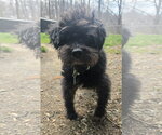 Small #1 Poodle (Miniature) Mix