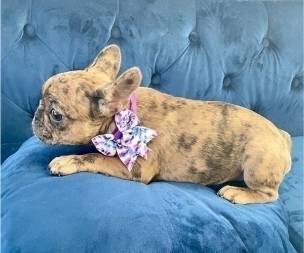 Medium Photo #1 French Bulldog Puppy For Sale in FRESNO, CA, USA