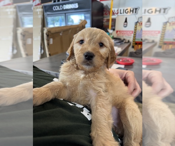 Medium Photo #2 Goldendoodle Puppy For Sale in MALVERN, OH, USA