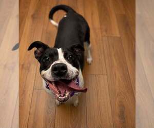 Mutt Dogs for adoption in Shelburne, VT, USA