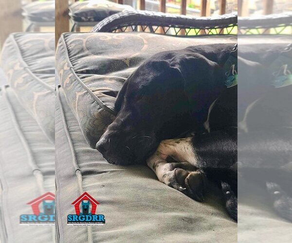Medium Photo #15 Great Dane Puppy For Sale in Bullard, TX, USA