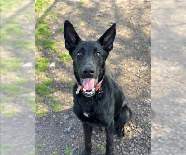 Medium Photo #2 German Shepherd Dog-Unknown Mix Puppy For Sale in Conroe, TX, USA