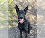 Small #1 German Shepherd Dog Mix