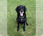 Small #1 Labrador Retriever Mix