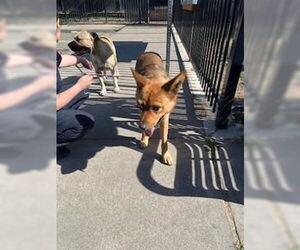 German Shepherd Dog Dogs for adoption in Stockton, CA, USA