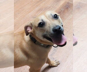 Black Mouth Cur-Unknown Mix Dogs for adoption in Boston, MA, USA