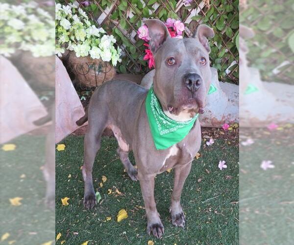 Medium Photo #2 American Staffordshire Terrier Puppy For Sale in Oklahoma City, OK, USA
