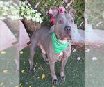Small #1 American Staffordshire Terrier