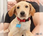 Small #4 Labrador Retriever Mix