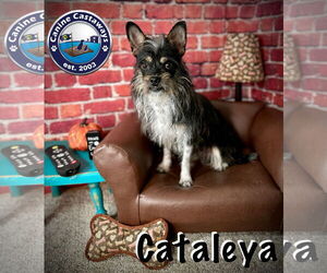 Cataleya - Female Toxirn Dog for Adoption - Photo #5