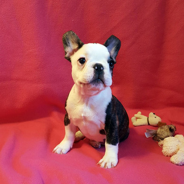 Medium Photo #1 French Bulldog Puppy For Sale in ADRIAN, MI, USA