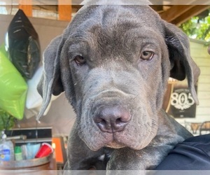 Cane Corso Puppy for Sale in PHILLIPS RANCH, California USA