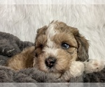 Puppy 1 Poodle (Miniature)-ShihPoo Mix