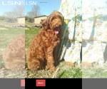 Small Photo #1 Irish Doodle Puppy For Sale in CROSSVILLE, TN, USA