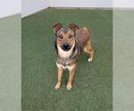 BURTON - Male German Shepherd Dog-Unknown Mix Dog for Adoption - Small photo