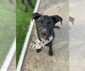 Mutt Dogs for adoption in Holly Springs, NC, USA