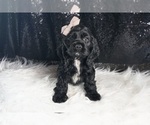 Puppy Coal AKC Cocker Spaniel