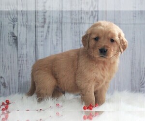 Golden Retriever Puppy for sale in APPLE CREEK, OH, USA