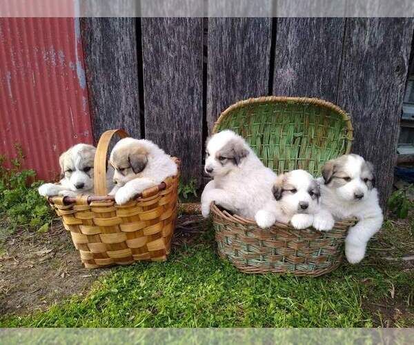 Medium Photo #2 Great Pyrenees Puppy For Sale in VERGENNES, IL, USA