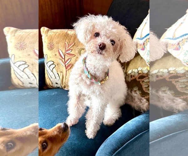 Medium Photo #1 Bichon Frise-Unknown Mix Puppy For Sale in Escondido, CA, USA