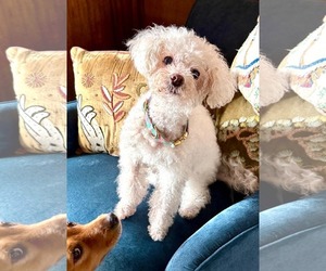Bichon Frise-Unknown Mix Dogs for adoption in Escondido, CA, USA