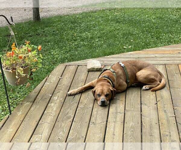 Medium Photo #7 Labrador Retriever-Unknown Mix Puppy For Sale in St. Cloud, MN, USA