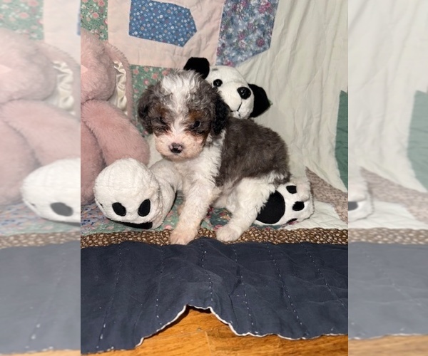 Medium Photo #2 Cavapoo (Miniature) Puppy For Sale in MUNFORDVILLE, KY, USA