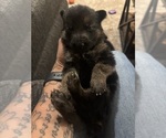 Puppy Dark Blue German Shepherd Dog