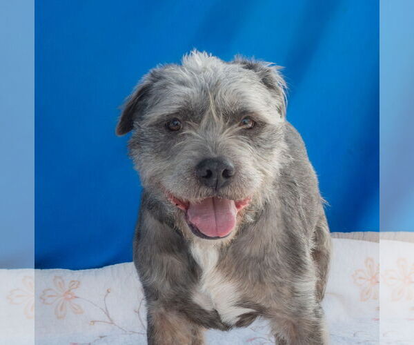 Medium Photo #2 Border Terrier-Unknown Mix Puppy For Sale in Pasadena, CA, USA