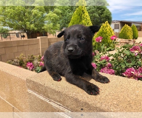 Medium Photo #2 Belgian Malinois Puppy For Sale in PRESCOTT, AZ, USA