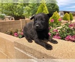 Small Photo #2 Belgian Malinois Puppy For Sale in PRESCOTT, AZ, USA