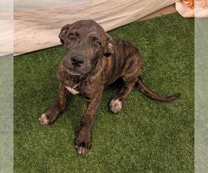Great Dane-Unknown Mix Dogs for adoption in Globe, AZ, USA