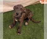 Small Great Dane Mix