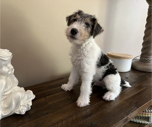 Wire Fox Terrier Puppy for Sale in FEASTERVILLE, Pennsylvania USA