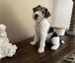 Small Wire Fox Terrier