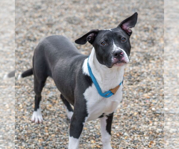 Medium Photo #3 Mutt Puppy For Sale in Hilton Head, SC, USA