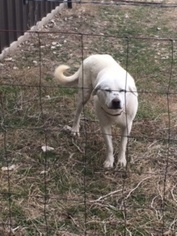 Father of the Akbash Dog-Anatolian Shepherd Mix puppies born on 01/22/2019