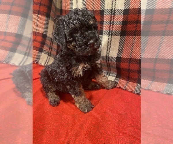 Medium Photo #1 Poodle (Miniature) Puppy For Sale in STATESVILLE, NC, USA