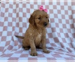 Small #2 Golden Retriever