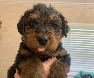 Airedale Terrier Puppy for Sale in PULASKI, Tennessee USA