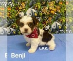 Image preview for Ad Listing. Nickname: Tiny Benji