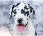 Small Photo #75 Great Dane Puppy For Sale in WAKARUSA, IN, USA