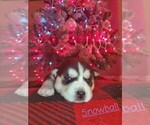 Small Photo #3 Siberian Husky Puppy For Sale in OWASSO, OK, USA