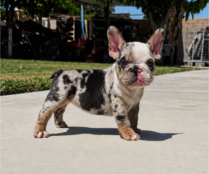 French Bulldog Puppy for Sale in BLOOMINGTON, California USA