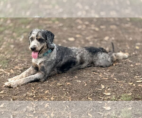 Medium Photo #1 Bernese Mountain Dog-Poodle (Miniature) Mix Puppy For Sale in Valrico, FL, USA