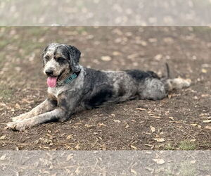 Bernese Mountain Dog-Poodle (Miniature) Mix Dogs for adoption in Valrico, FL, USA