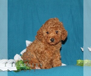 Goldendoodle (Miniature) Puppy for sale in OXFORD, PA, USA