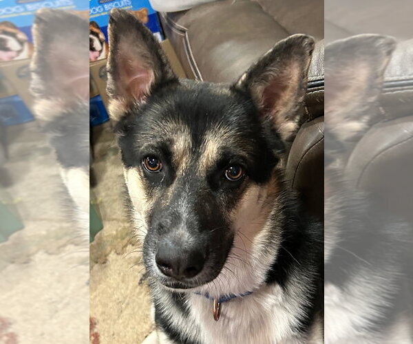 Medium Photo #3 German Shepherd Dog-Unknown Mix Puppy For Sale in Phoenix, AZ, USA