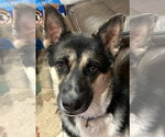Small #2 German Shepherd Dog Mix