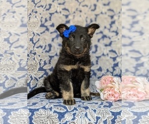 German Shepherd Dog Puppy for sale in QUARRYVILLE, PA, USA